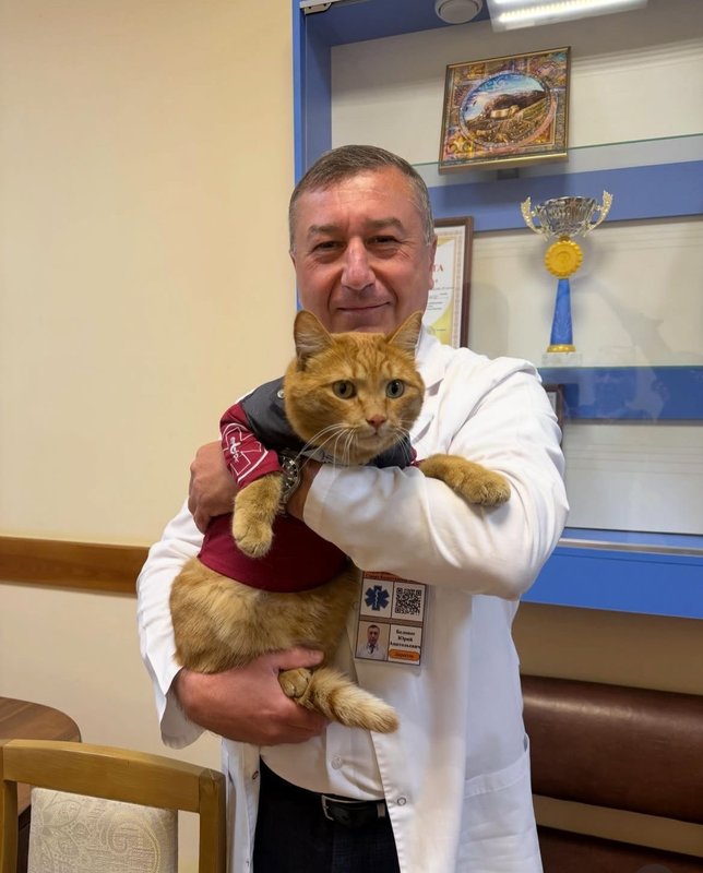 Кот Беня