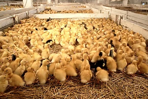 СҚО-да 2025 жылы ірі құс фабрикасы іске қосылады