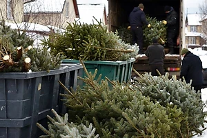 Петропавлда жаңа жыл шыршалары жануарларға жем болады