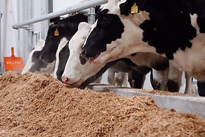 Неміс голштиндері СҚО-ға жеткізілді: өңір сүт нарығындағы көшбасшылығын нығайтуда