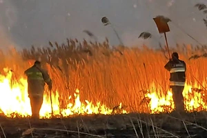 Крупное возгорание камыша произошло возле садоводческого товарищества в Петропавловске - огонь охватил около 1,5 га