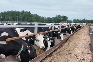 СҚО Қызылжар ауданы Новоникольский ауылында Орталық Азиядағы ірі мал шаруашылығы кешені салынуда