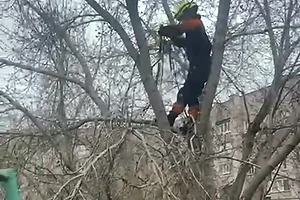 Забрался на дерево и не мог спуститься - в Петропавловске спасатели пришли на помощь юному экстремалу