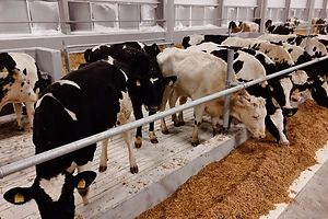 Немецкие голштины прибыли в СКО: регион укрепляет лидерство на молочном рынке