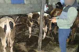 Сельчанин из Айыртауского района СКО похитил 3 телят и за полмиллиона тенге продал их в соседний регион