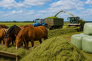 В Кызылжарском районе СКО формируют кормовую базу для успешной зимовки скота
